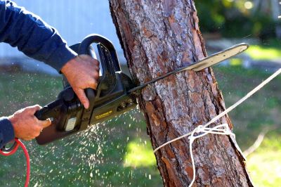 On-Site Tree Cutting
