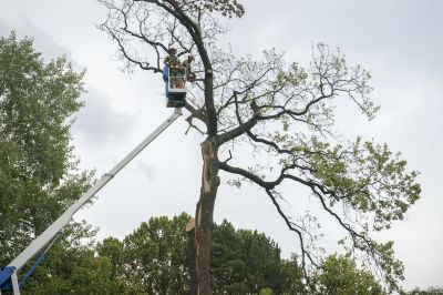 Spruce Tree Removal