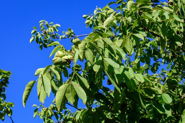 Walnut Tree Removal in Columbia