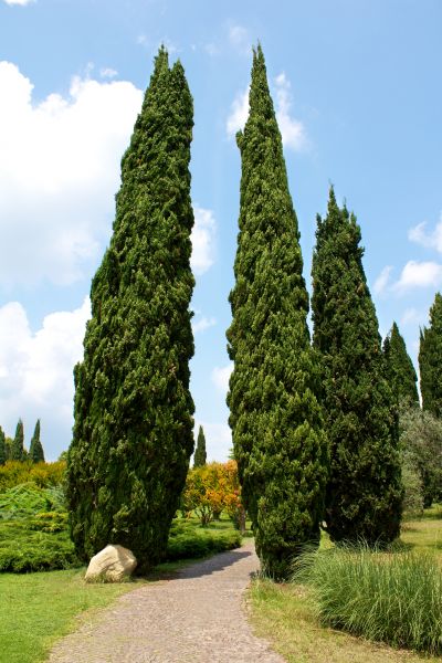 Cypress Tree Removal in Columbia