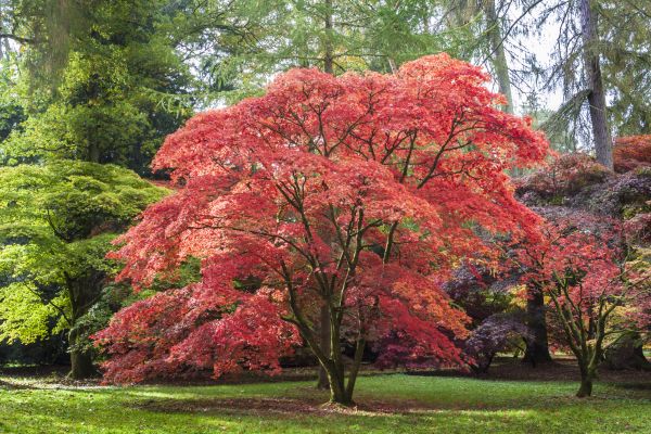 Maple Tree Removal in Columbia