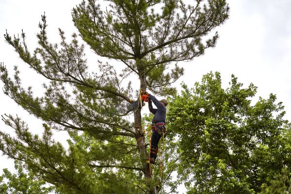 Pine Tree Removal in Columbia