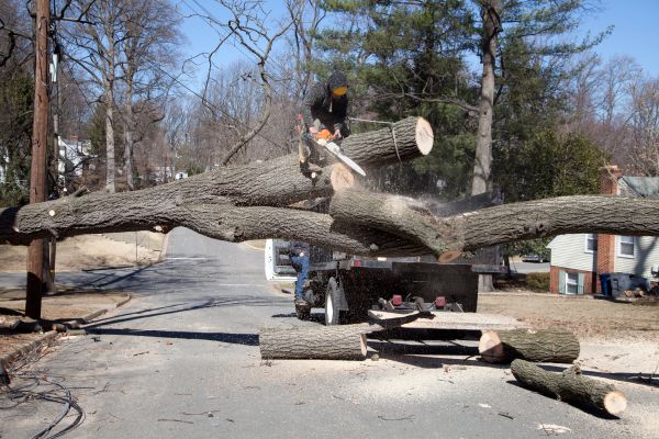 Residential Tree Removal in Columbia